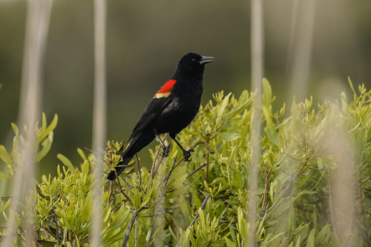 Who’s that singing? As fall migration arrives, apps that ID birds by sound have taken off